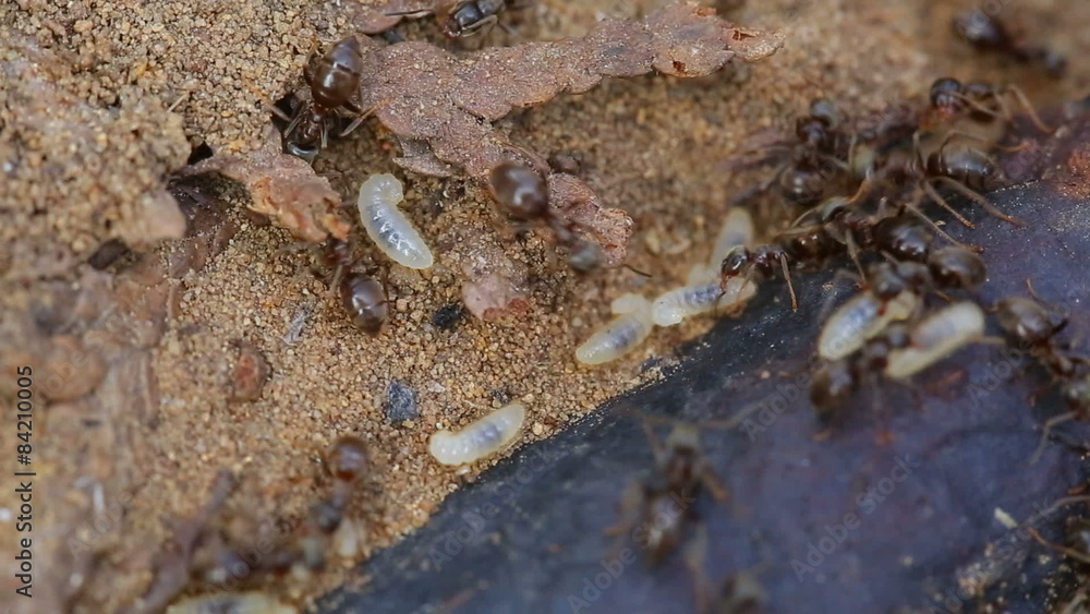 Ants building colony Ants building colony