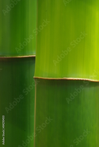 緑の竹林