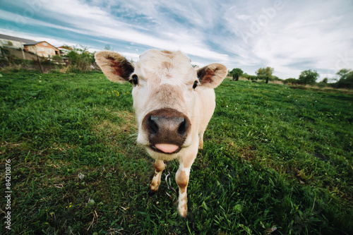 Young cow looking directly at the camera © teksomolika