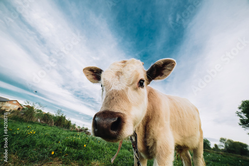 Young cow looking directly at the camera © teksomolika