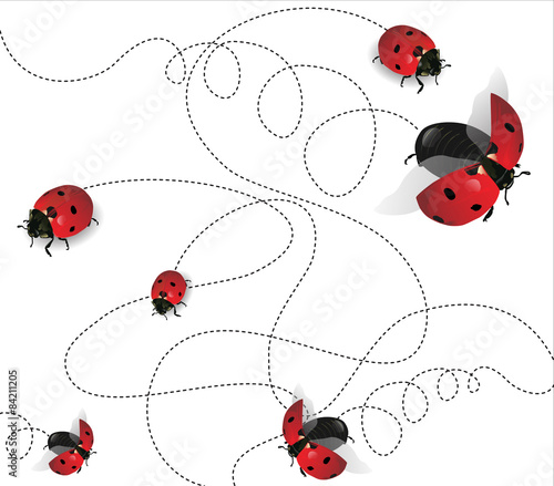 Ladybugs