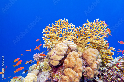 coral reef with  fishes Anthias in tropical sea, underwater