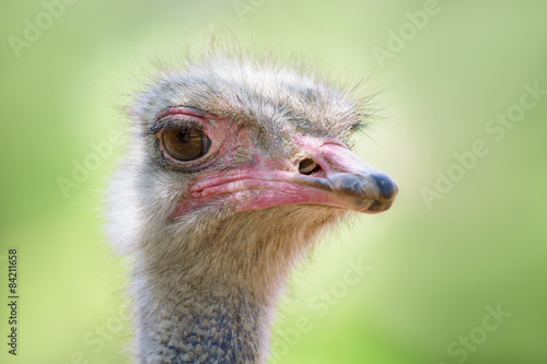 head of the ostrich