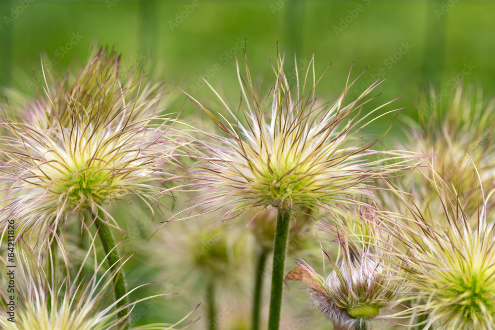 flower of the pasqueflower in the garden flower of the pasqueflower in the garden