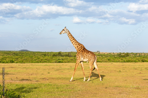 Giraffe walking at the savanna