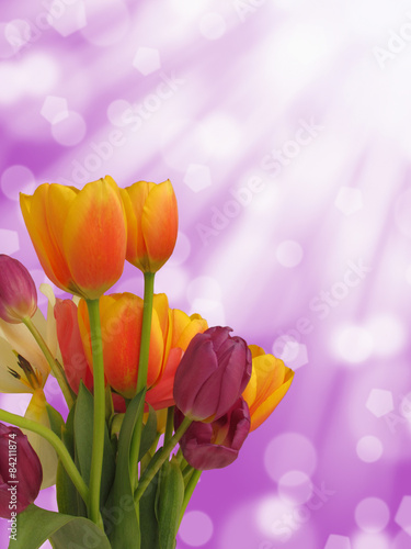 isolated orange purple tulip flowers abstract bokeh background 