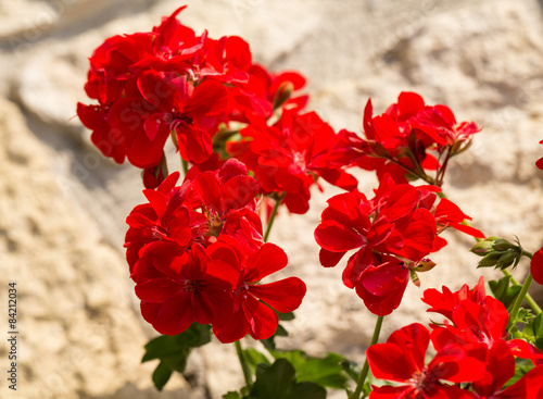 Fototapeta Naklejka Na Ścianę i Meble -  Red garden geranium flowers