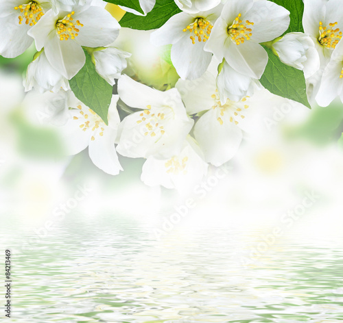 Spring landscape with delicate jasmine flowers