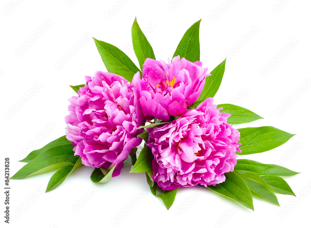 Pink peonies isolated on a white background.