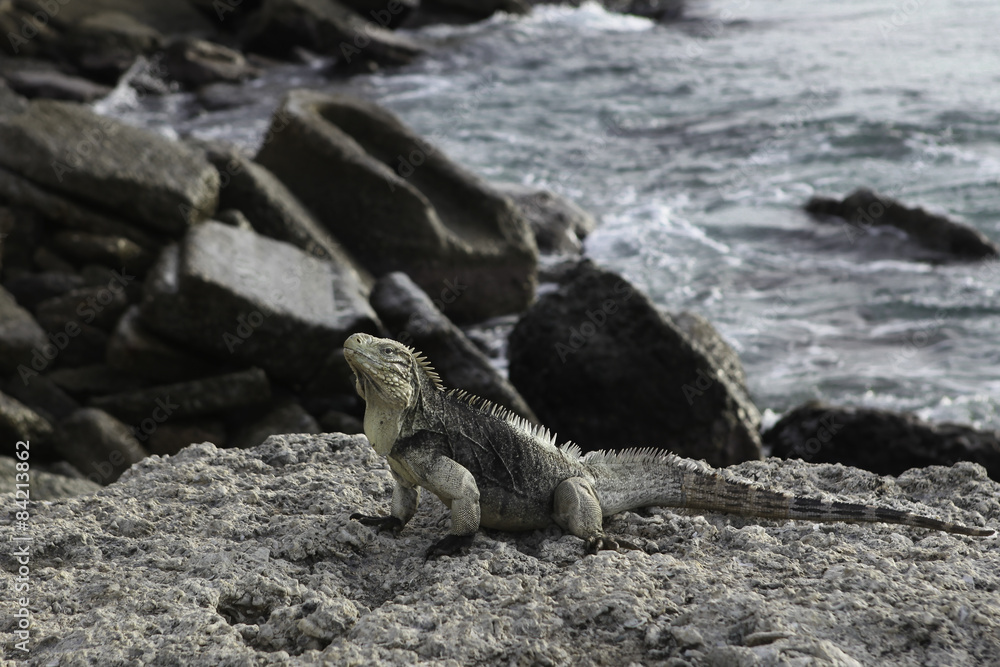 Iguana Iguana