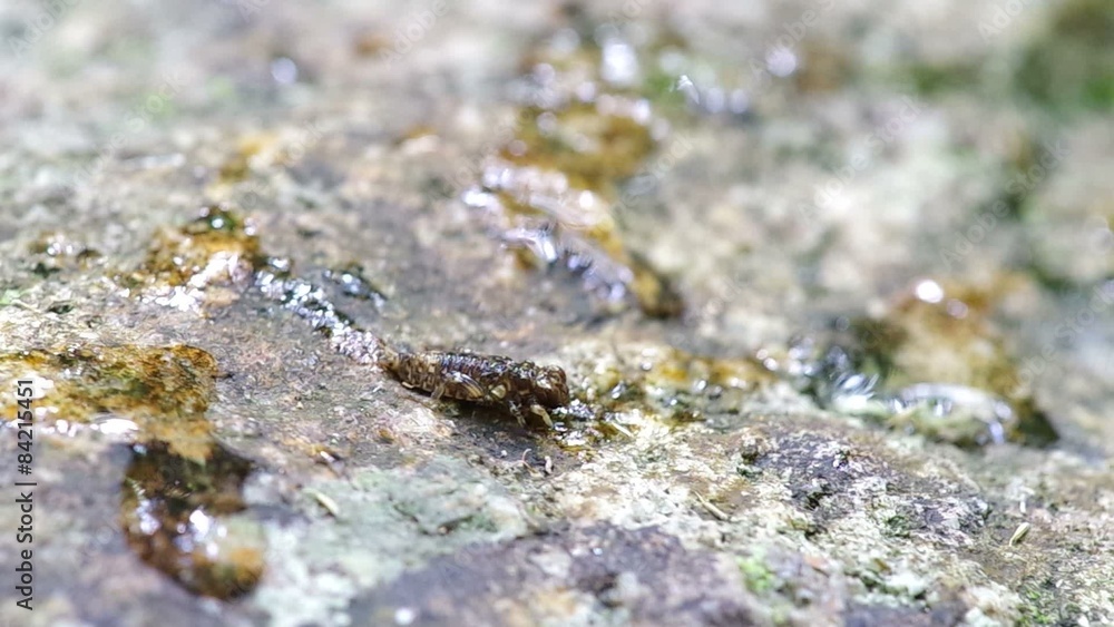 damsel fly is crawling on the dry bedrock damsel fly is crawling on the dry bedrock