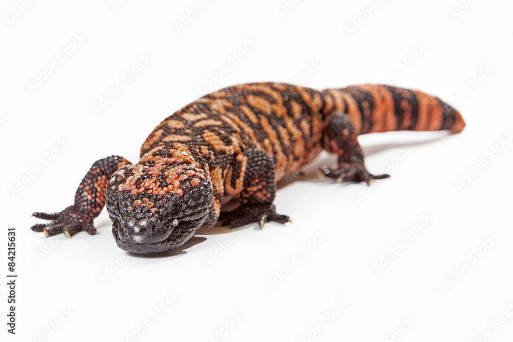 Gila Monster Lizard Crawling Forward Gila Monster Lizard Crawling Forward