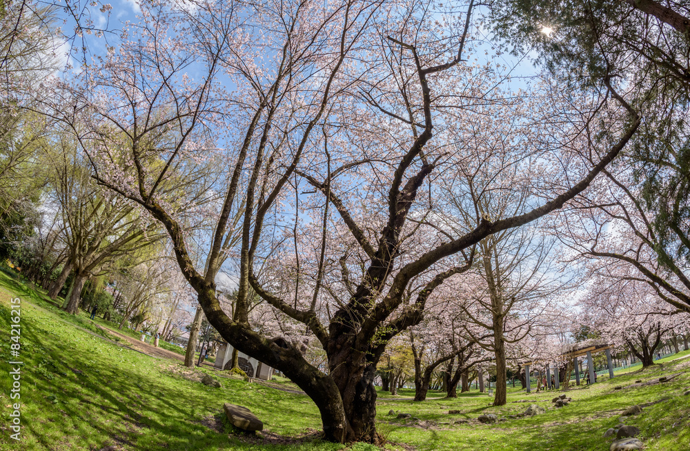 Cherry blossom at Yamagata castle (Kajo Park) Cherry blossom at Yamagata castle (Kajo Park)