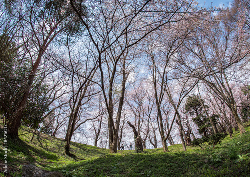 Cherry blossom at Kajo Park,Japan © bunwit