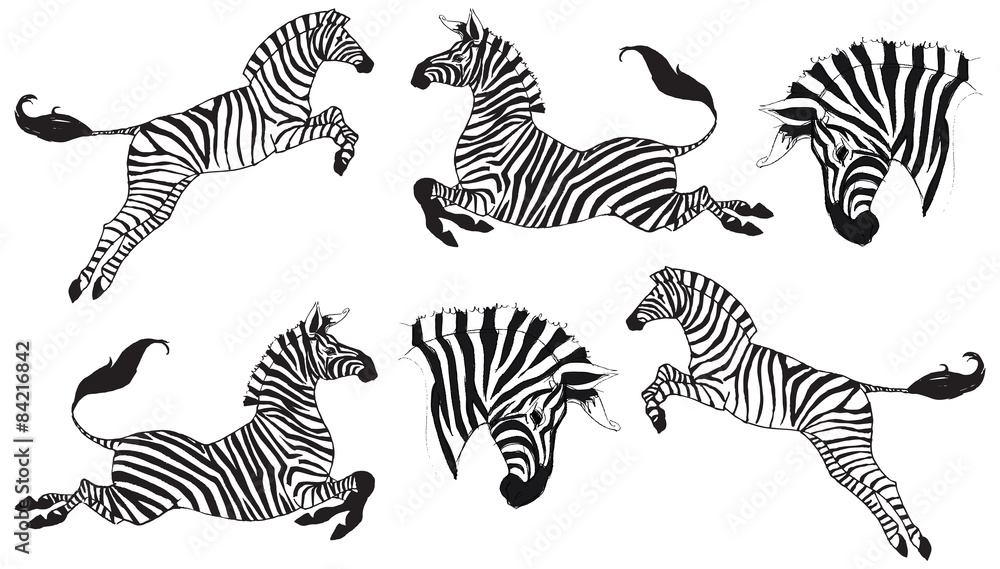 Zebras - obrazy, fototapety, plakaty 