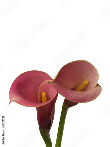 two isolated purple calla lily flowers white background 