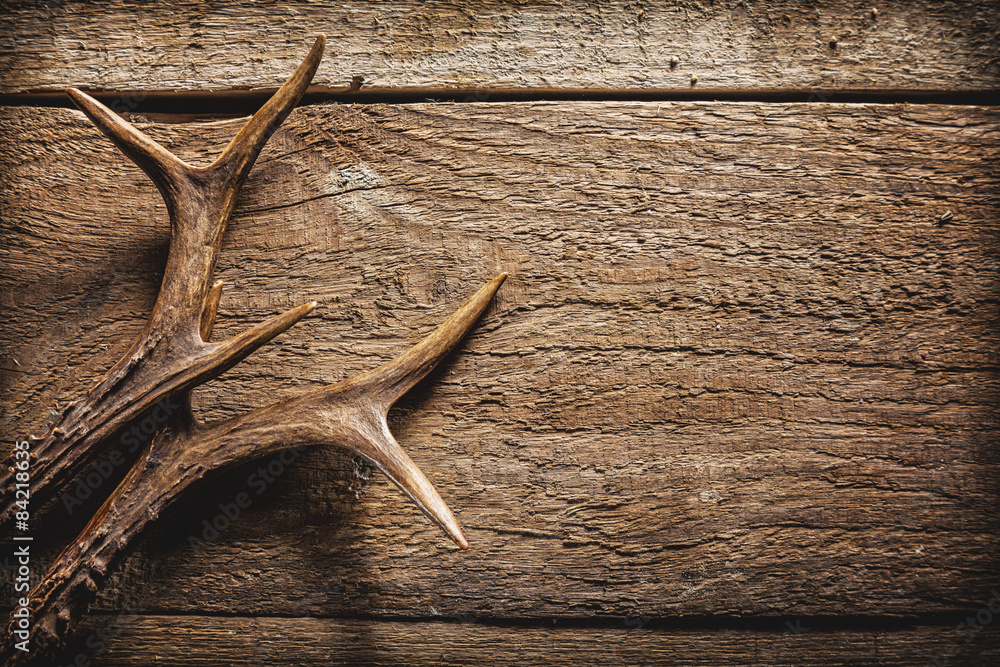 Obraz premium Poroża jelenia na powierzchni drewnianych