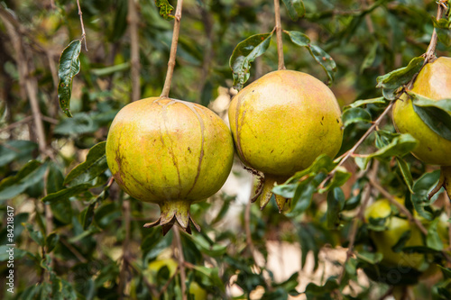 Pomegranate