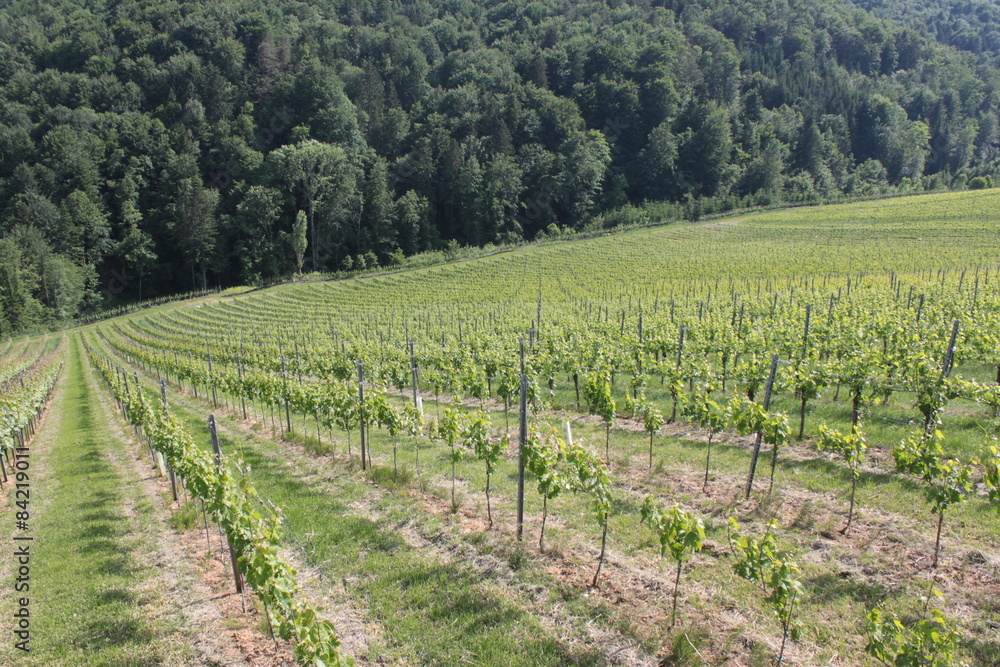 Fototapeta premium Weingarten Sernau 19