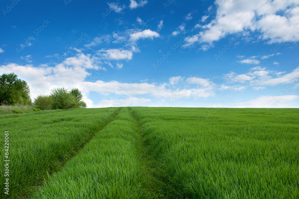 Fototapeta premium Wild road in a green meadow with wheat sprouts and blue sky with