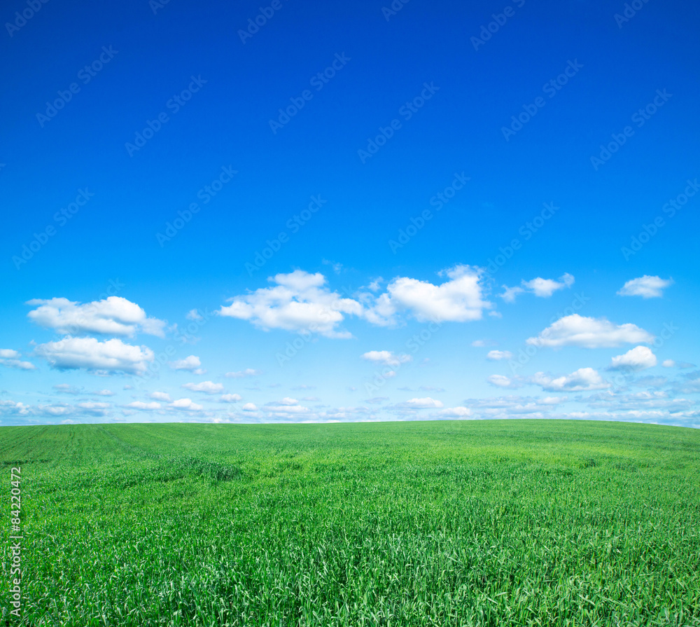 Obraz premium field