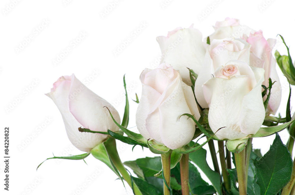 Obraz premium rose