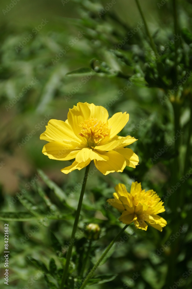 Yellow Cosmos flower Yellow Cosmos flower