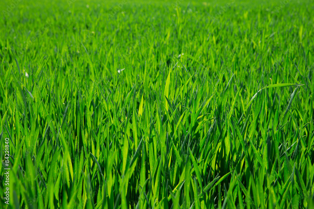 Green grass