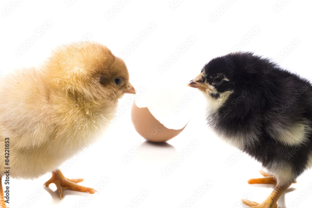 Fototapeta premium Two chicken near the eggshell