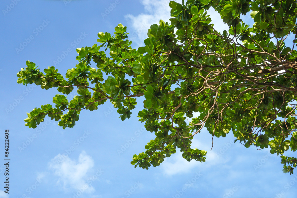 Fototapeta premium Blue sky background with Leaves.