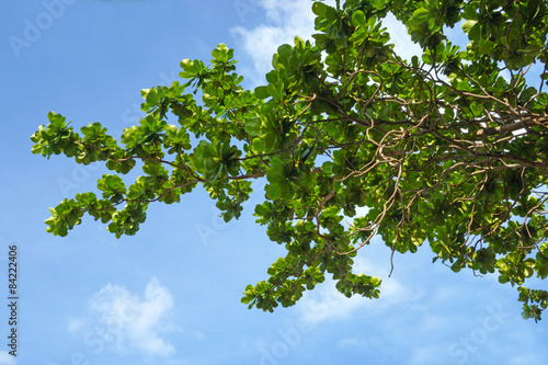 Blue sky background with Leaves.