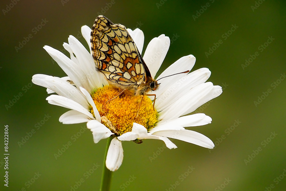 Fototapeta premium Melitaea phoebe