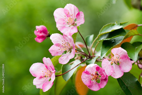 pink apple flowers