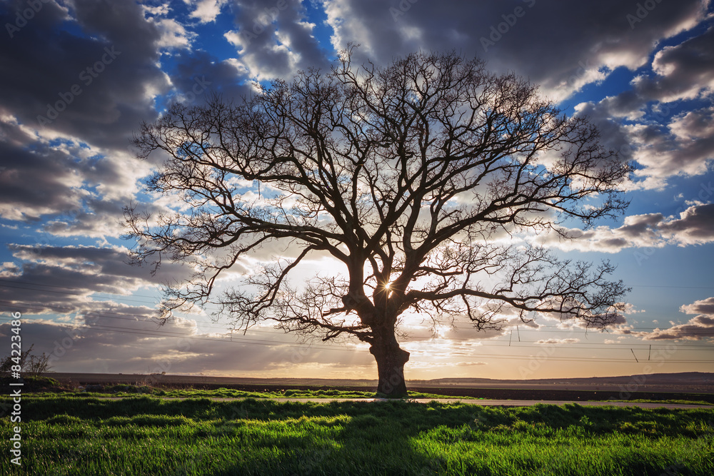 Naklejka premium Big green tree in a field, dramatic clouds, sunset shot