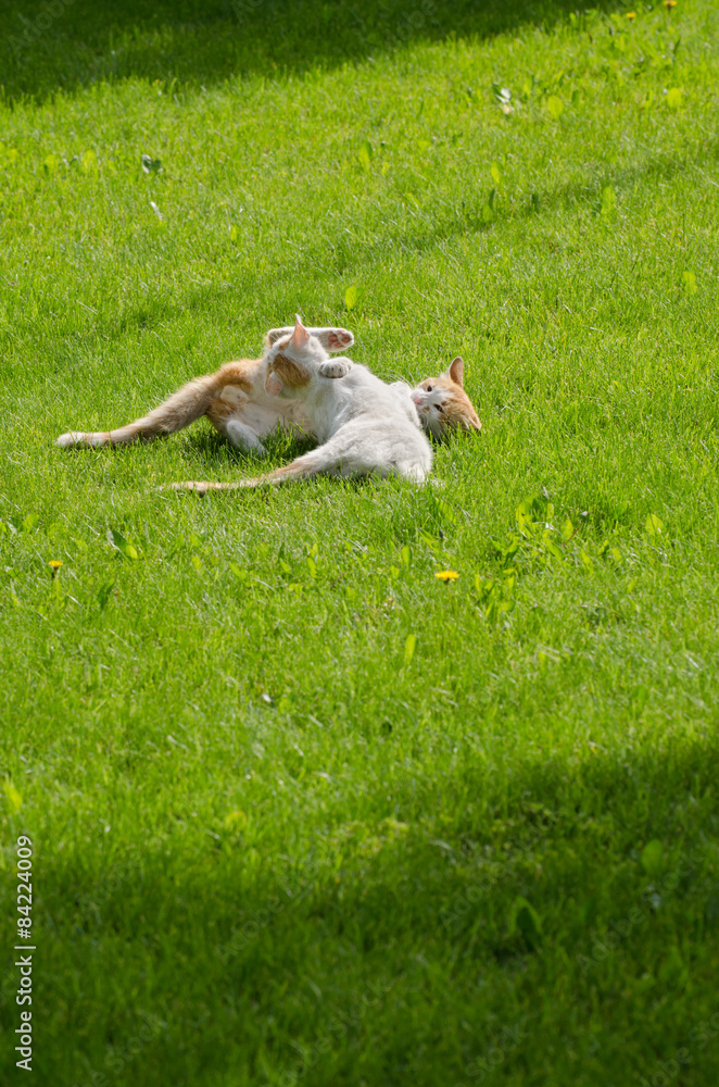 Fototapeta premium cats are playing with each other
