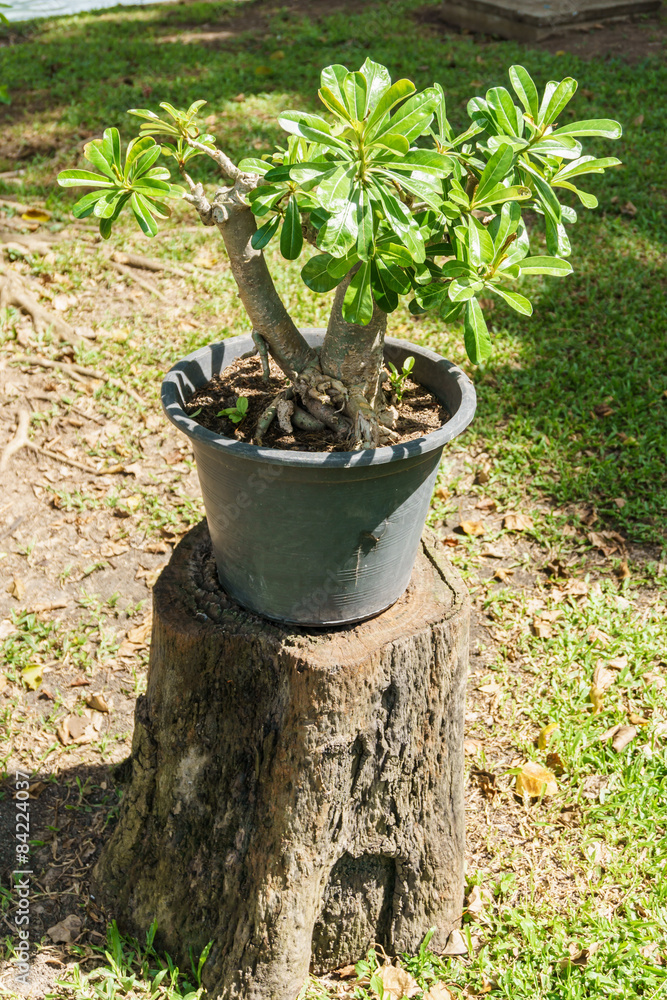plant in a pot on the stump