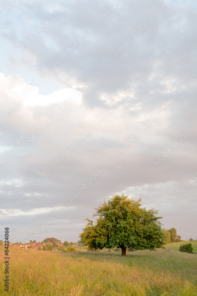 Obraz premium Baum mit Wolken