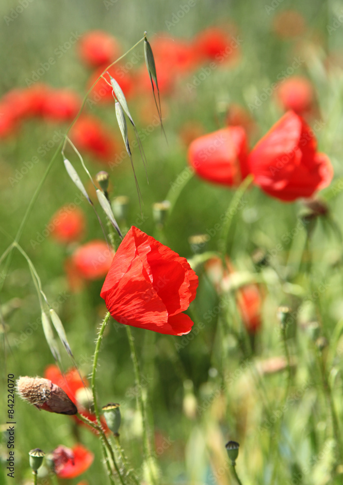 Naklejka premium Coquelicots