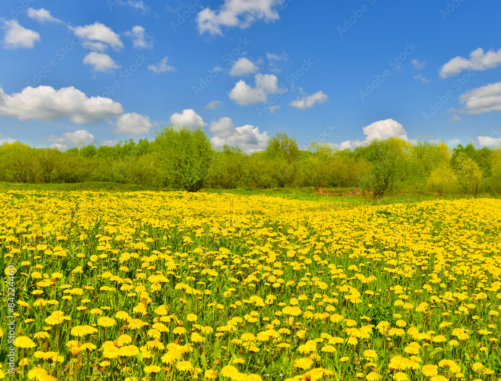 Spring meadow full of dandelions