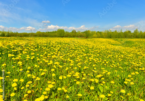 Meadow of dandelions