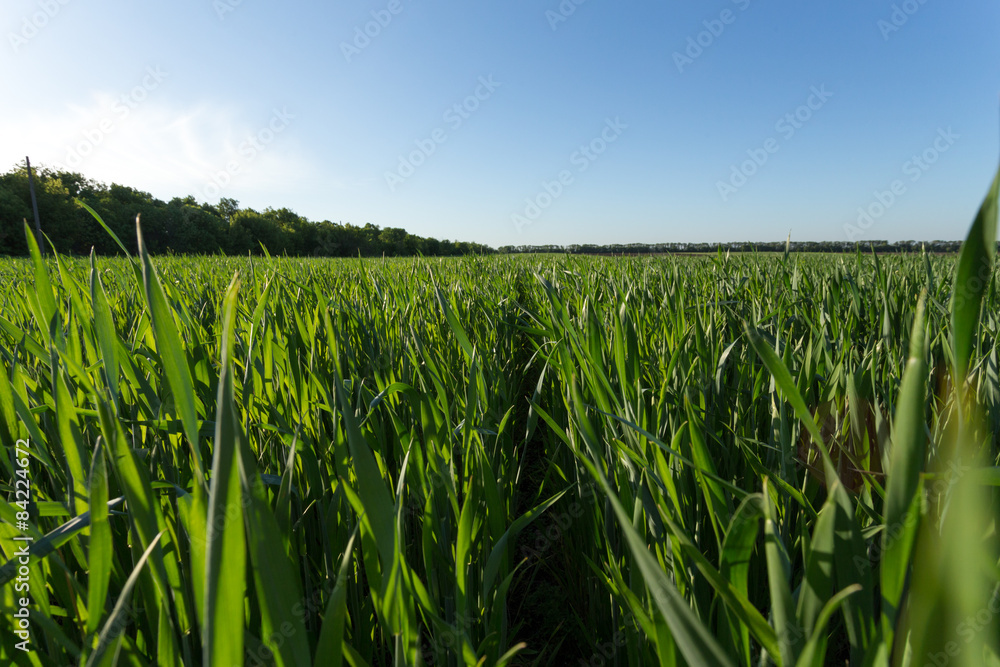 Green wheat field Green wheat field