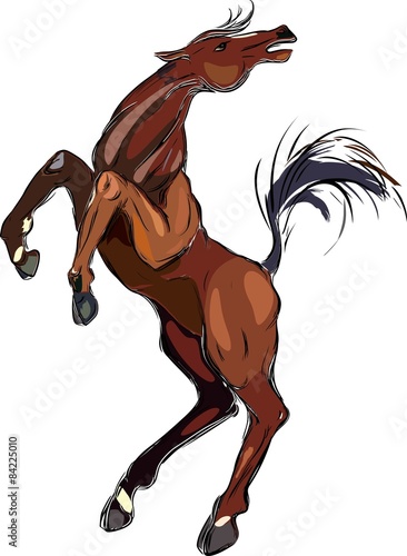 Brown horse