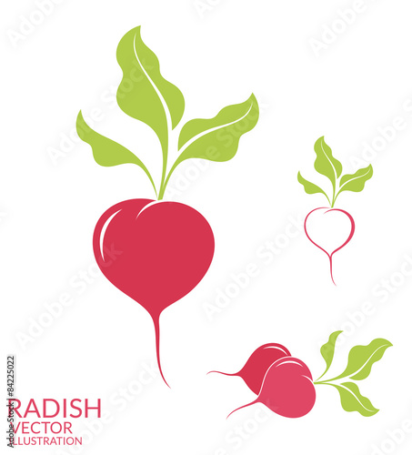 Radish. Set