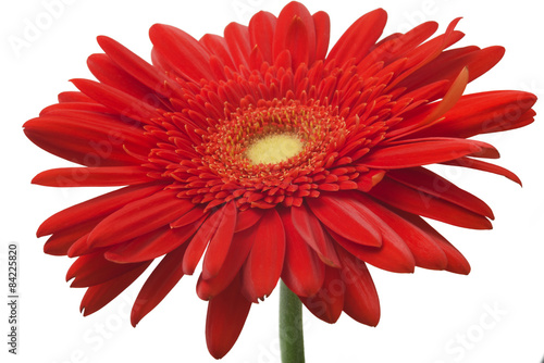 Daisy Gerbera Flower on white