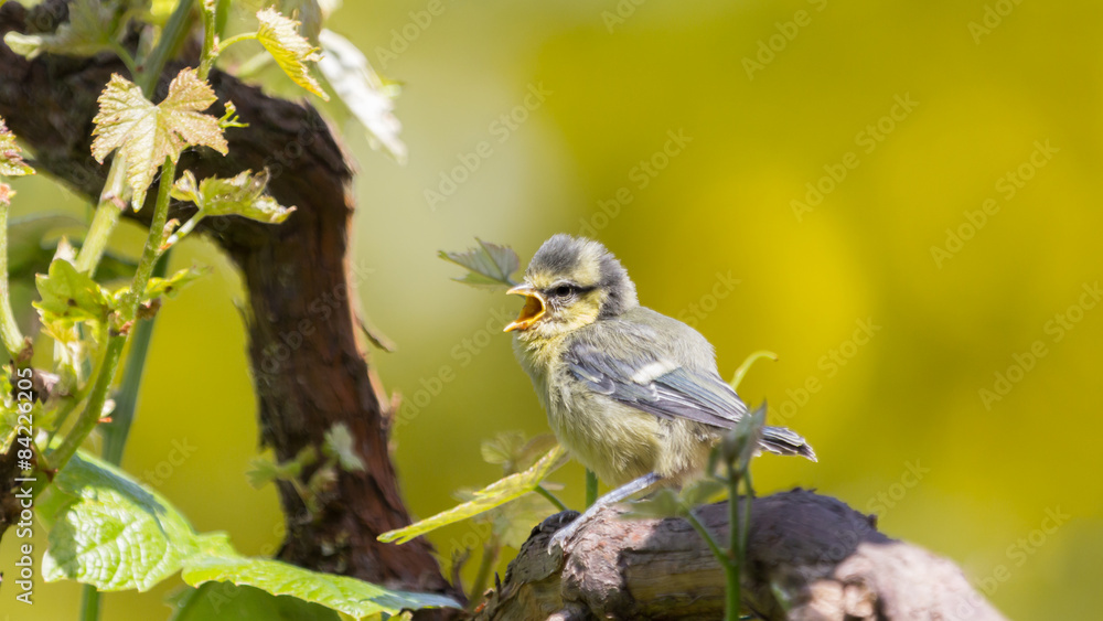 Fototapeta premium Little bluetit on a branche