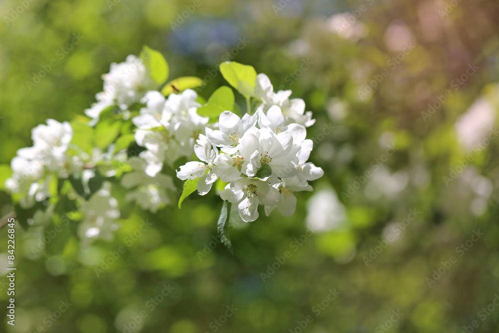 Spring flowers on the tree