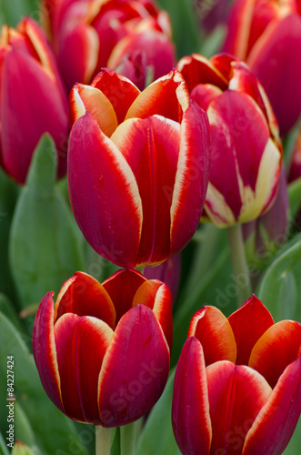 Fototapeta Naklejka Na Ścianę i Meble -  red tulips