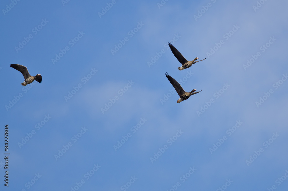 Three Greater White-Fronted Geese Flying in a Blue Sky Three Greater White-Fronted Geese Flying in a Blue Sky