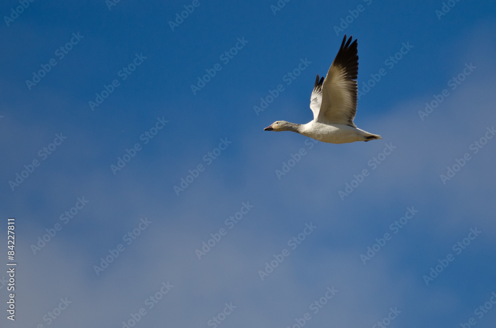 Lone Snow Goose Flying in a Blue Sky