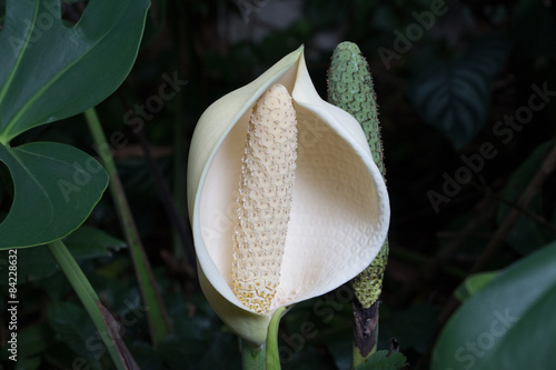 Fototapeta Naklejka Na Ścianę i Meble -  Monstera Deliciosa